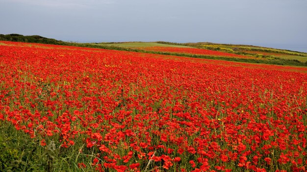 Foto blick auf blühende mohnblumen auf einem feld in west pentire cornwall