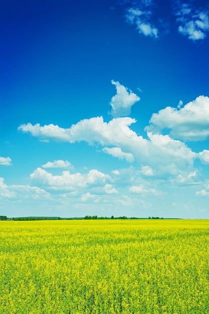 Blick auf blühendes Rapsfeld und Himmel