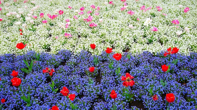 Blick auf Blumen, die auf dem Feld wachsen