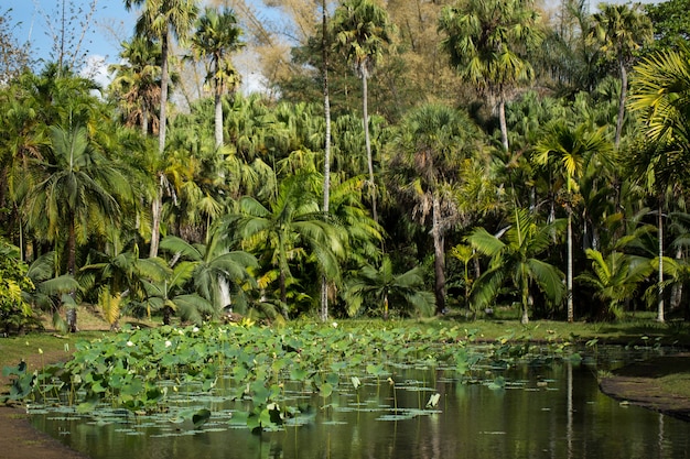 Blick auf botanische Gärten in Mauritius