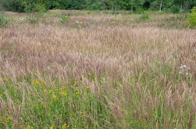 Blick auf das Feld im Spätsommer