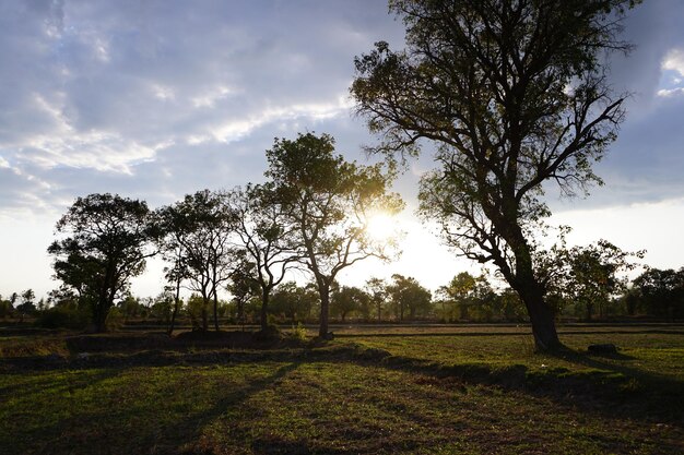 Foto blick auf das gras am morgen