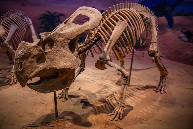 Blick auf das Hohhot Museum of Natural History mit Dinosaurier-Skeletten in Hohhot, Innere Mongolei, China