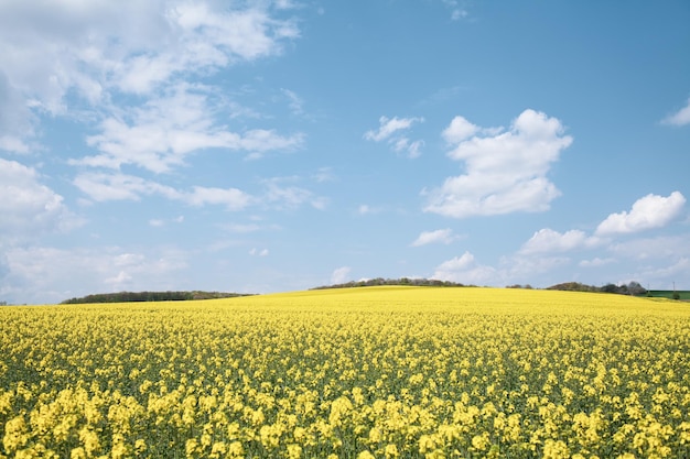 Blick auf das Landwirtschaftsfeld mit blühendem Rapsfeld am sonnigen Tag.