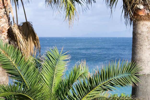 Blick auf das Meer von Sardinien durch Palmen