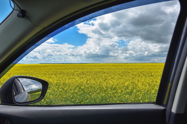 Blick auf das Rapsfeld im Autofenster