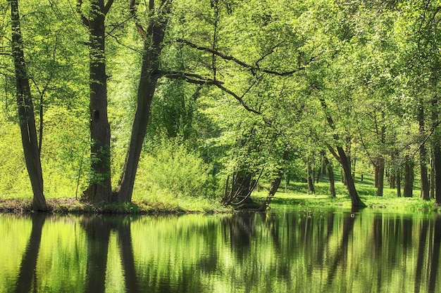 Blick auf das Wasser des Waldsommersees Grüner Park mit Teich bei sonnigem Wetter Naturlandschaft