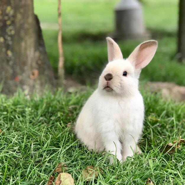 Foto blick auf das weiße kaninchen auf dem feld