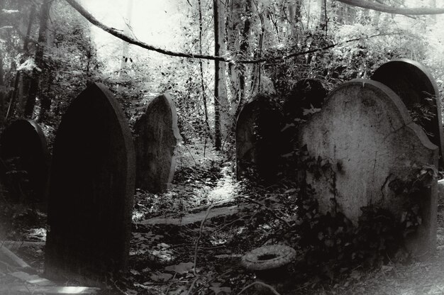 Foto blick auf den alten friedhof im wald