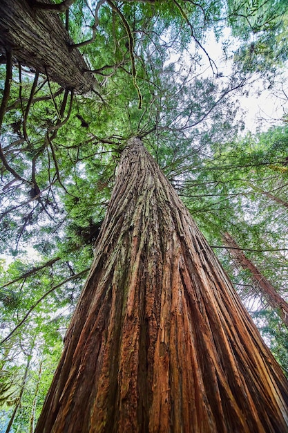 Blick auf den alten und farbenfrohen Redwood-Baum im üppigen Frühlingswald