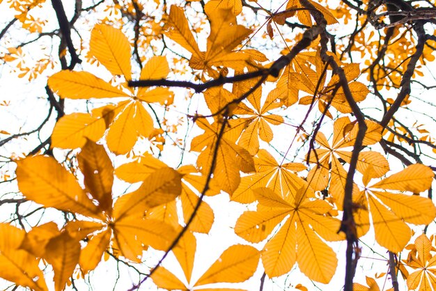 Blick auf den Baum im Herbstsonnenlicht