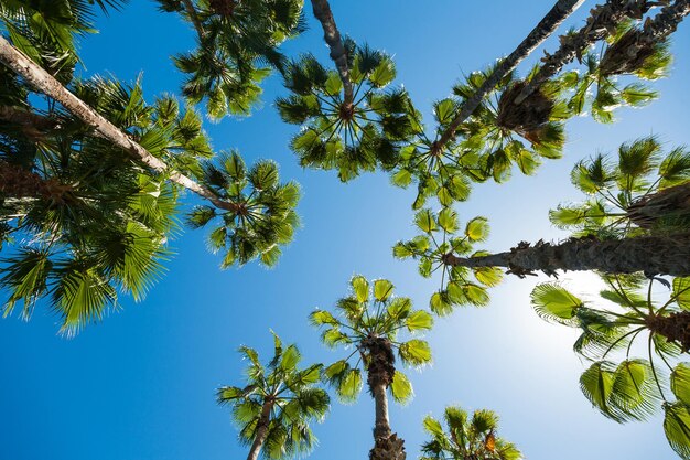 Blick auf den blauen Himmel durch Palmen