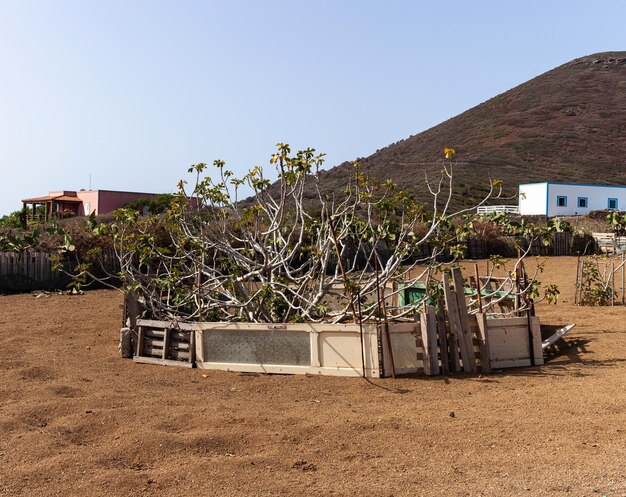 Blick auf den Feigenbaum in der Landschaft von Linosa