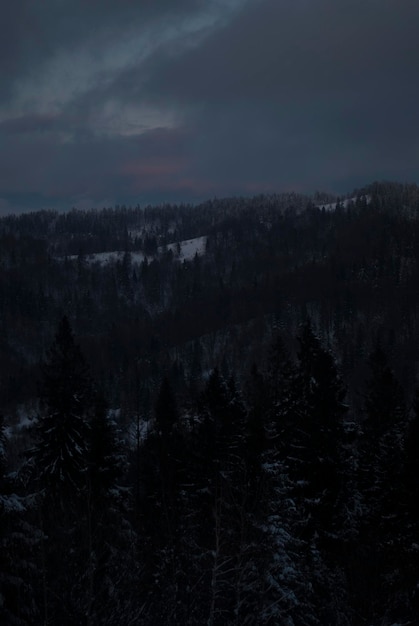 Foto blick auf den fichtenwald über den bergen im winter