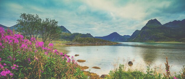 Blick auf den Fjord Felsige Küste mit einem bewölkten blauen Himmel Blühende rosa Blumen am Ufer Schöne Natur Norwegen