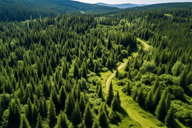 Blick auf den grünen Wald