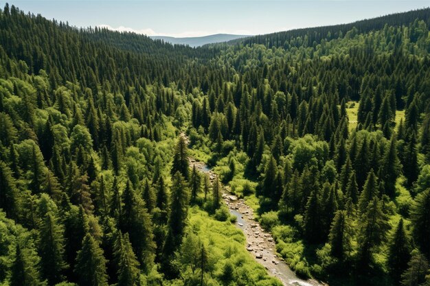 Foto blick auf den grünen wald