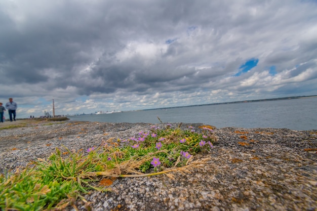 Blick auf den Hafen von Dublin aus niedrigem Winkel mit Blumen auf Stein im Vordergrund.