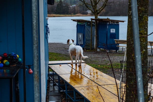 Foto blick auf den hund, der am geländer steht