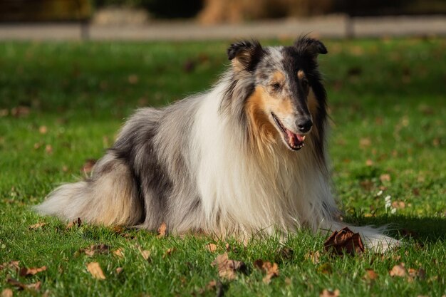 Foto blick auf den hund, der auf dem feld sitzt