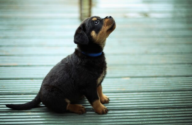Blick auf den Hund, der nach oben schaut