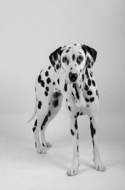 Foto blick auf den hund vor weißem hintergrund