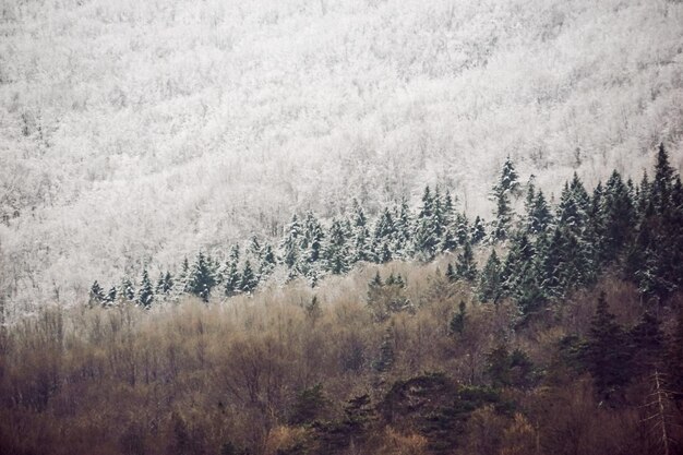 Blick auf den Kiefernwald im Winter