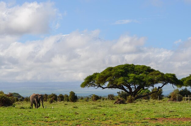 Blick auf den Kilimanjaro und Elefanten im Amboseli National Park Kenia Afrika