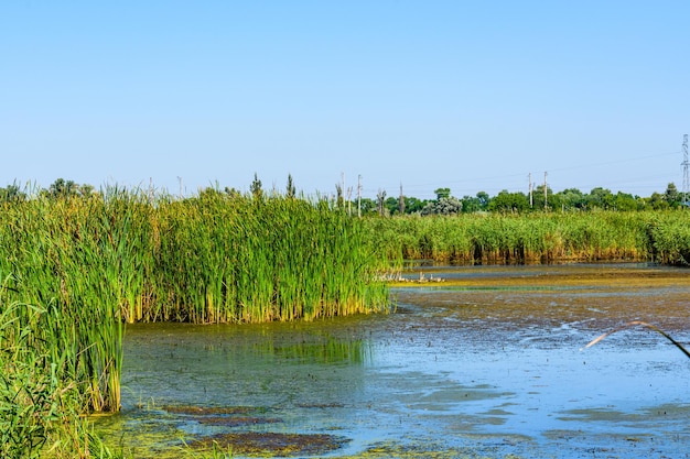 Blick auf den kleinen See im Sommer