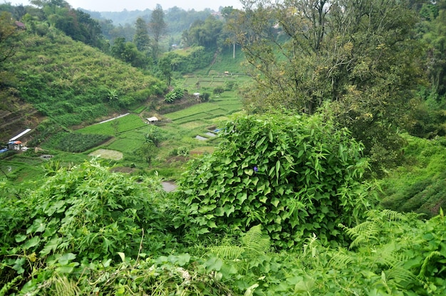 Blick auf den Landschaftsberg und den Dorfhügel der Stadt Rajaberneh mit Plantagenfarm der Indonesier im Sibayak-Berg bei Jaranguda Merdeka von Karo in Sumatra Utara oder Nord-Sumatra Indonesien