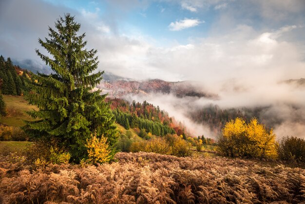 Blick auf den majestätischen Bergwald.