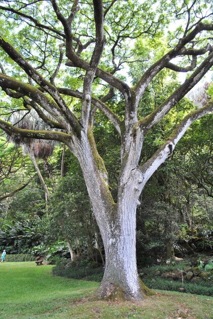 Foto blick auf den nackten baum