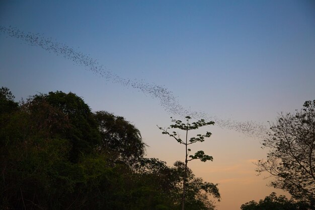 Foto blick auf den nationalpark khao yai und erholungsort in thailand