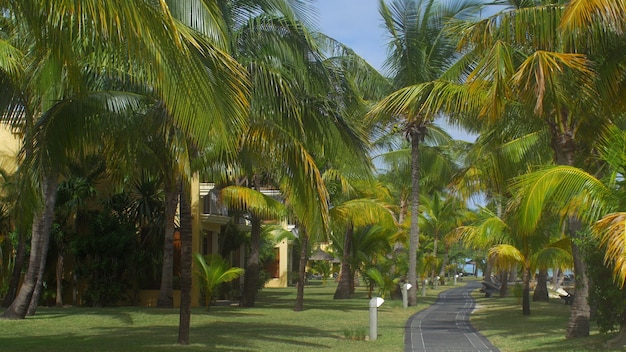 Blick auf den Palmenpark und die Asphaltstrecke Mauritius Island ma