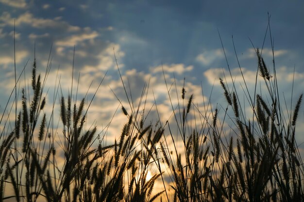 Foto blick auf den schatten des grases und der sonne