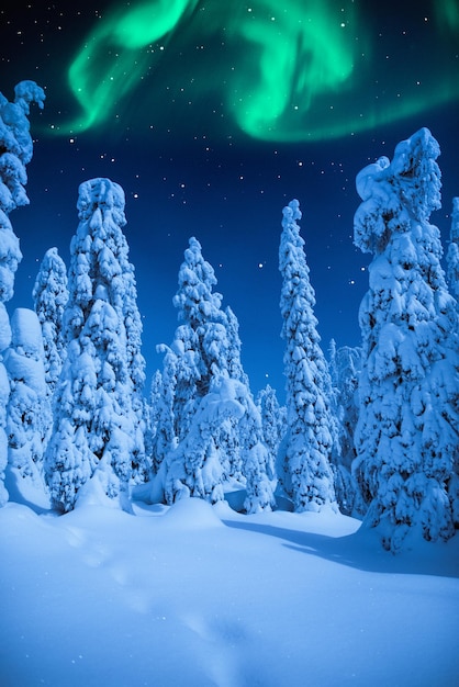 Blick auf den schneebedeckten Wald gegen den Nachthimmel