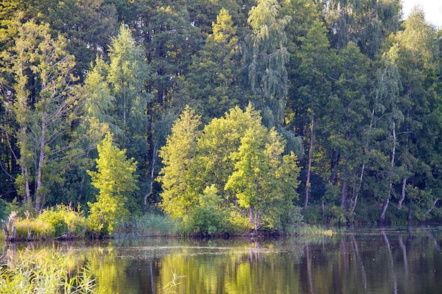 Blick auf den schönen Fluss und den Wald