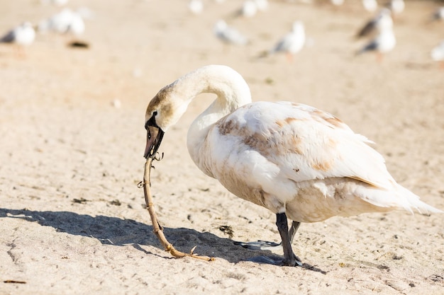 Foto blick auf den schwan am strand