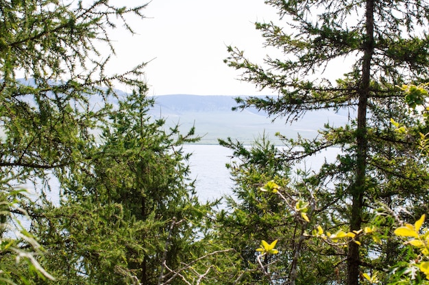 Blick auf den See aus der Höhe durch die Zweige von Nadelbäumen