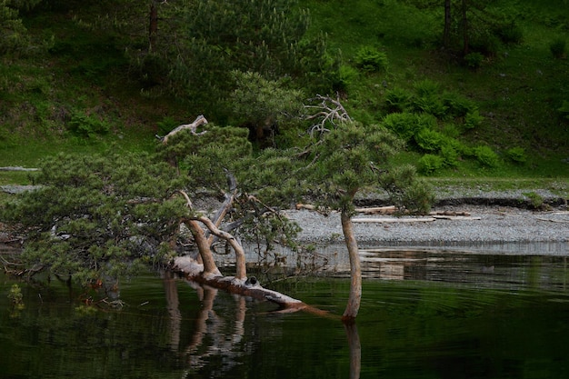 Blick auf den Stamm eines alten Baumes, der in das Wasser des trockenen Baumes des Sees im Wassersteinufer gefallen ist...