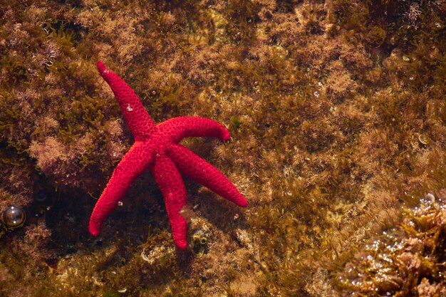 Foto blick auf den stern im meer