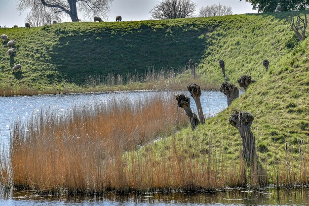 Foto blick auf den vogel im see