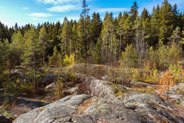 Blick auf den Wald auf dem Berg Hiidenvuori. Natur von Karelien, Russland