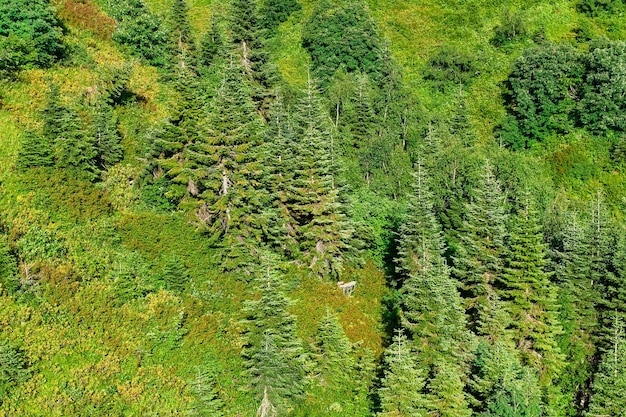 Blick auf den Wald von der Seilbahn in den Bergen im Sommer