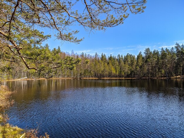 Blick auf den Waldsee in den Vororten von Sankt Petersburg.