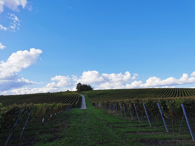 Foto blick auf den weinberg vor bewölktem himmel