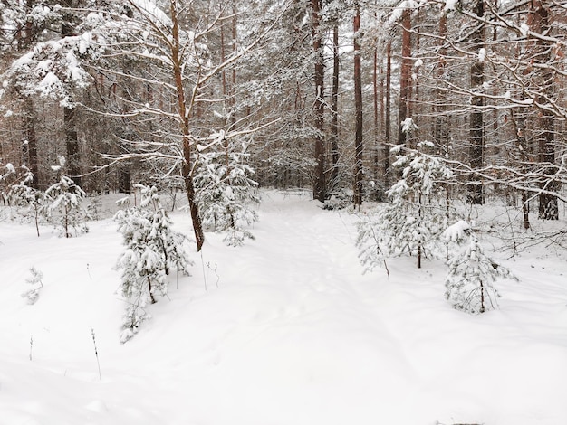 Blick auf den Winterfichtenwald. Winterlandschaft. Schneebedeckte Bäume. Weihnachten und Neujahr.