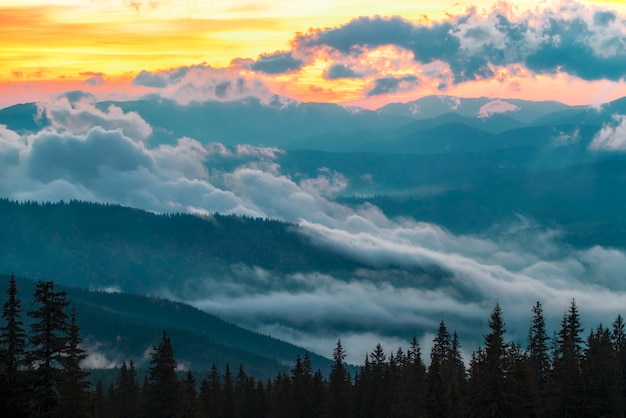 Blick auf die atemberaubende Morgendämmerung im Nadelwald. Schattenbilder von Tannenbäumen mit magischem Himmel auf Hintergrund. Konzept der Schönheit der Natur.