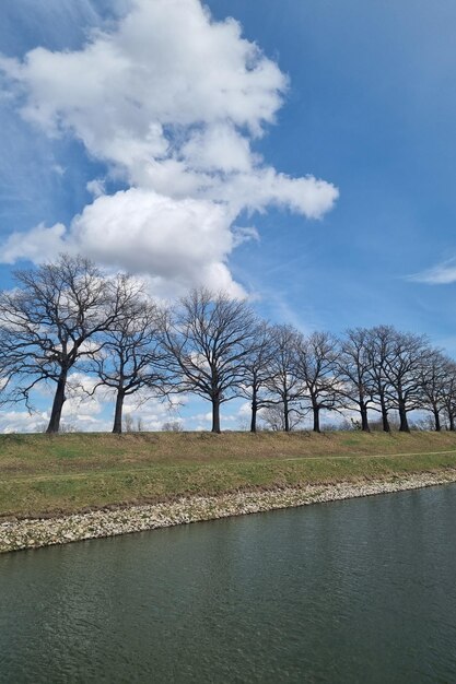 Blick auf die Bäume am Flussufer an einem sonnigen Frühlingstag