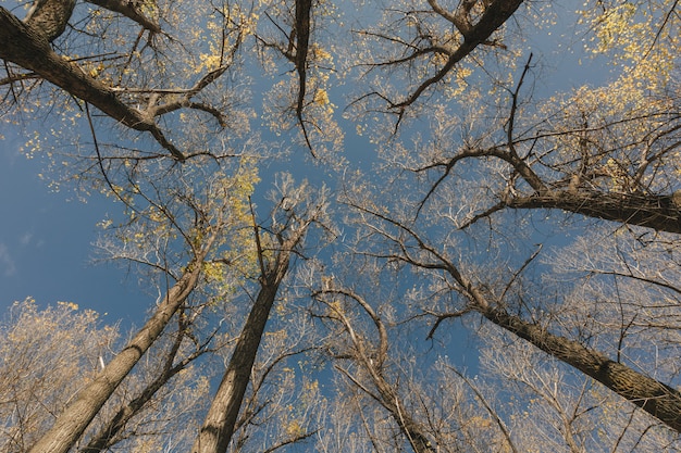 Blick auf die Baumkronen zum strahlend blauen Himmel.